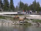 B-Elk in Wes Thumb Geyser Basin (1).jpg (104kb)